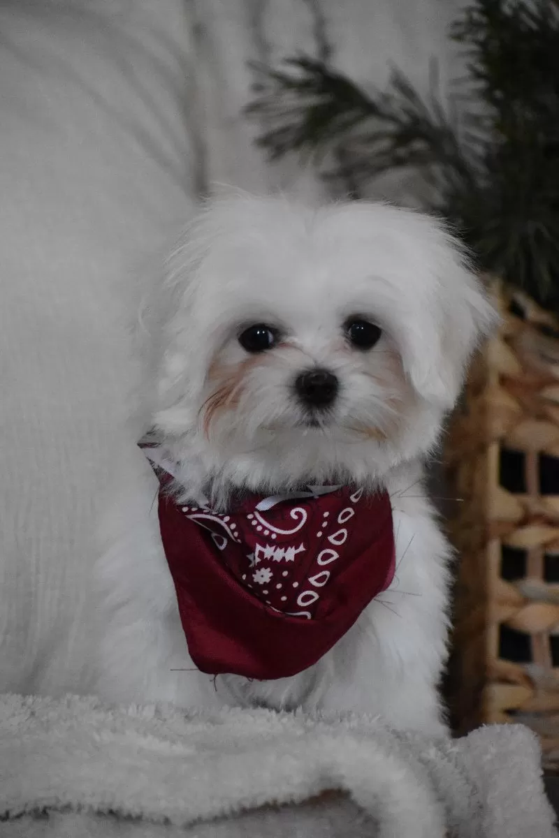 Toby
