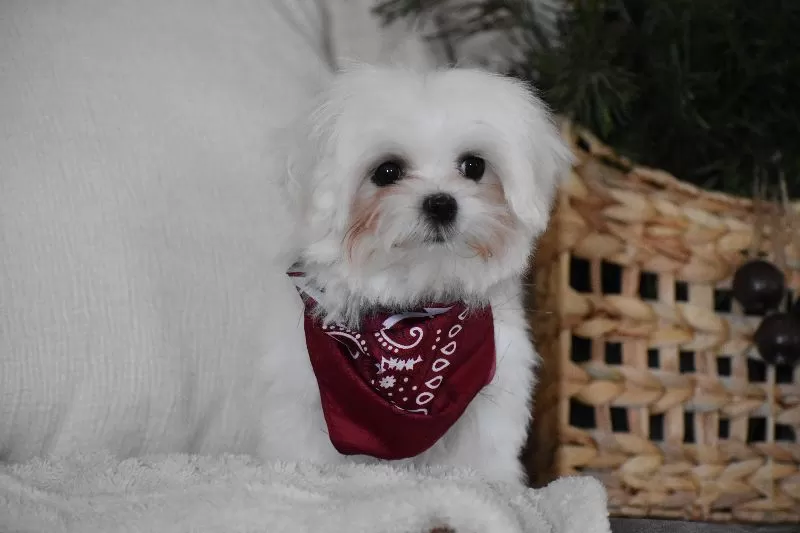 Toby