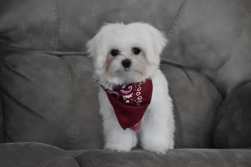 Toby