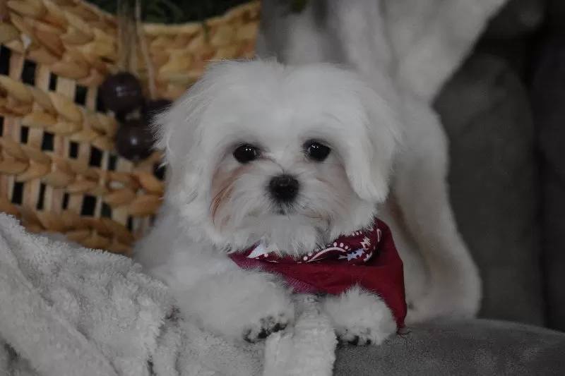 Toby
