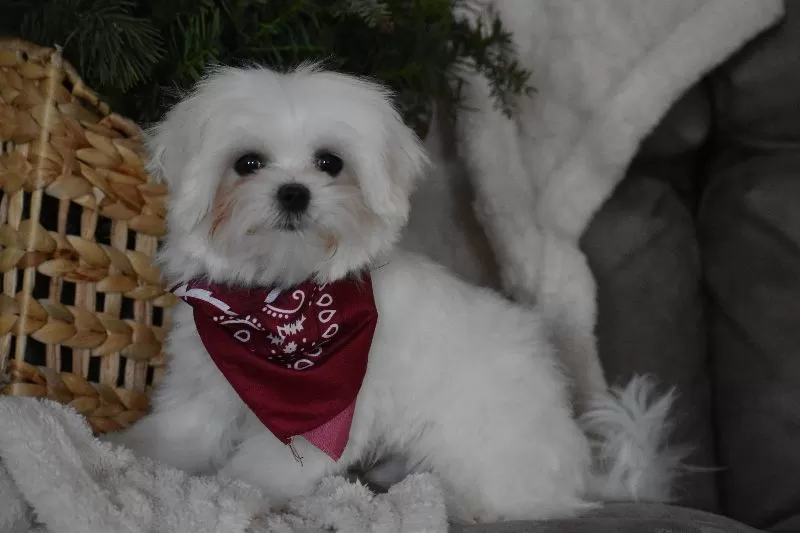Toby