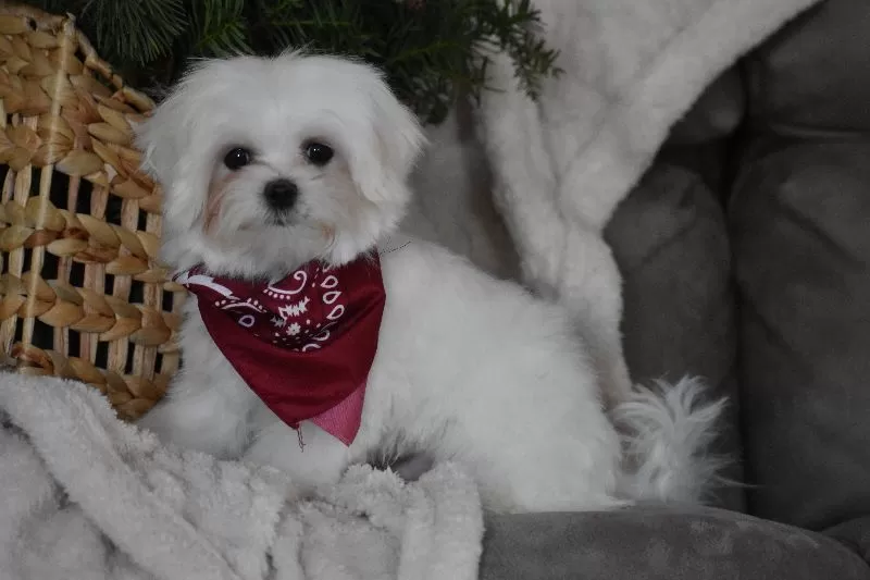 Toby