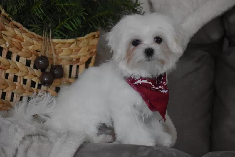 Toby