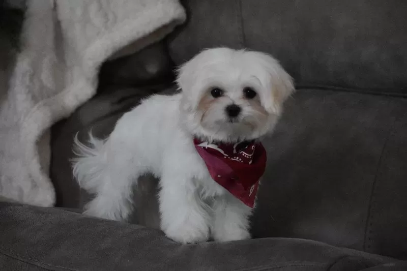 Toby