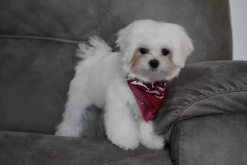 Toby