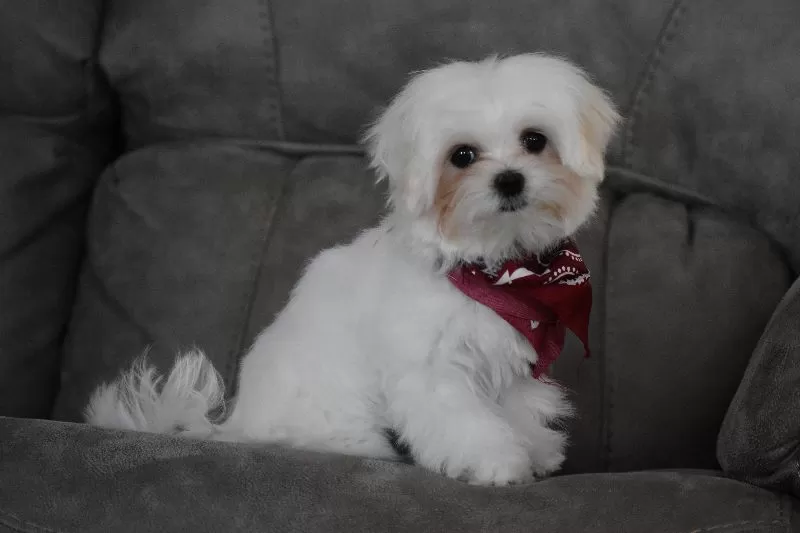 Toby