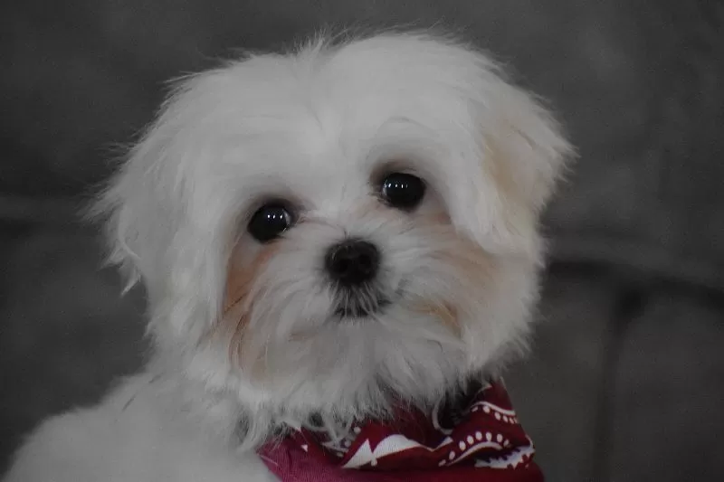 Toby