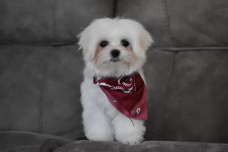 Toby