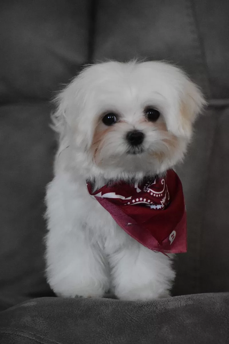 Toby