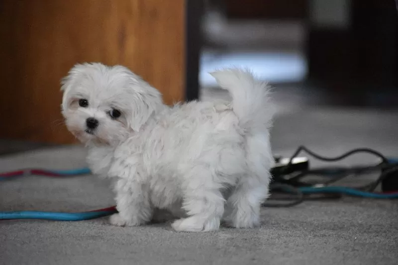Libby