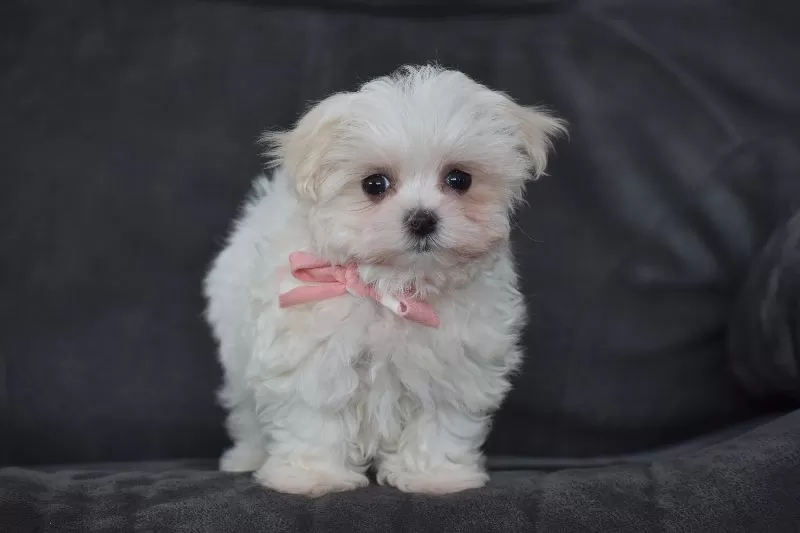 Rosie