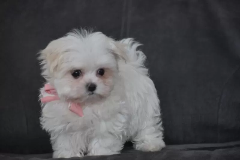 Rosie