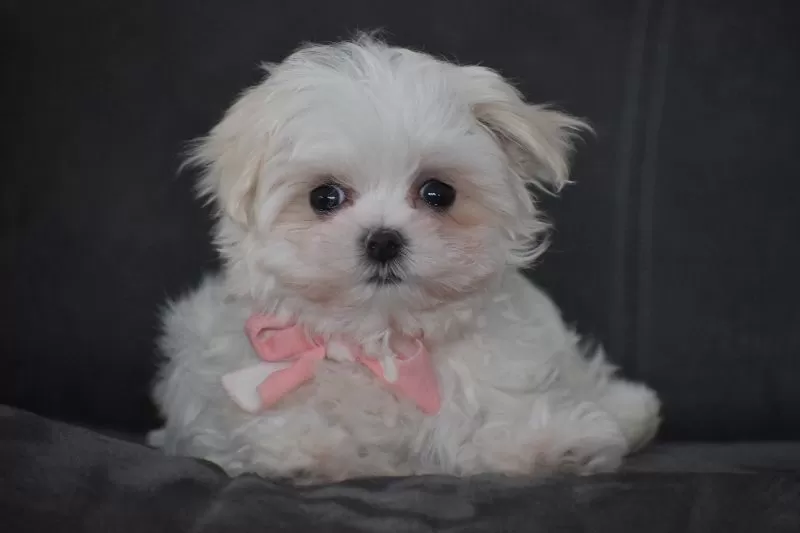 Rosie