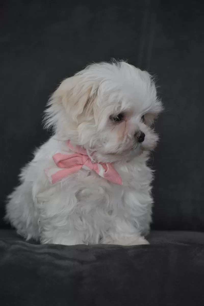 Rosie
