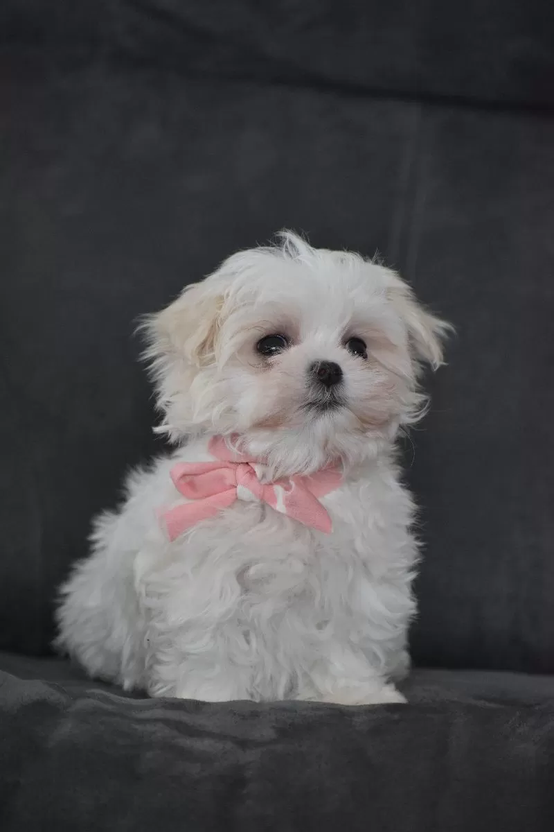 Rosie