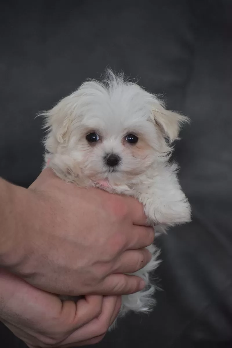 Rosie