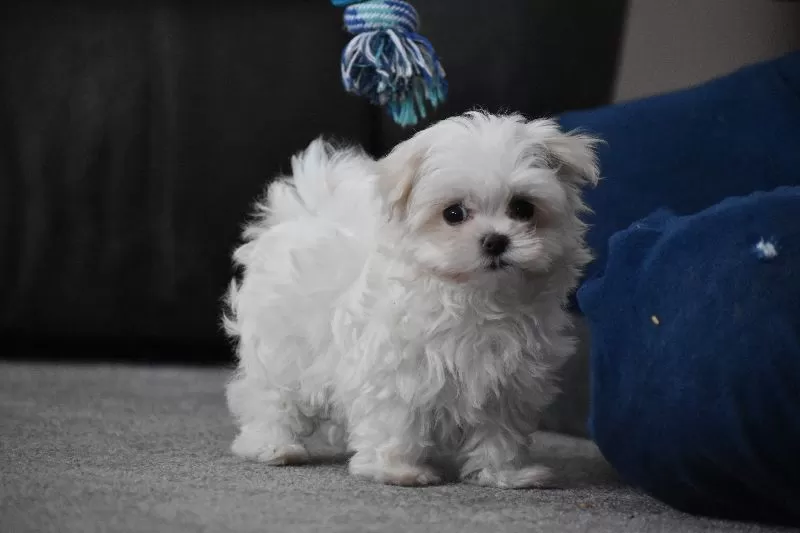 Rosie