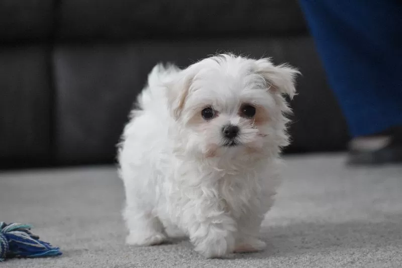 Rosie