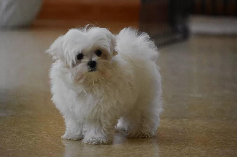 Puppy Name: Ollie