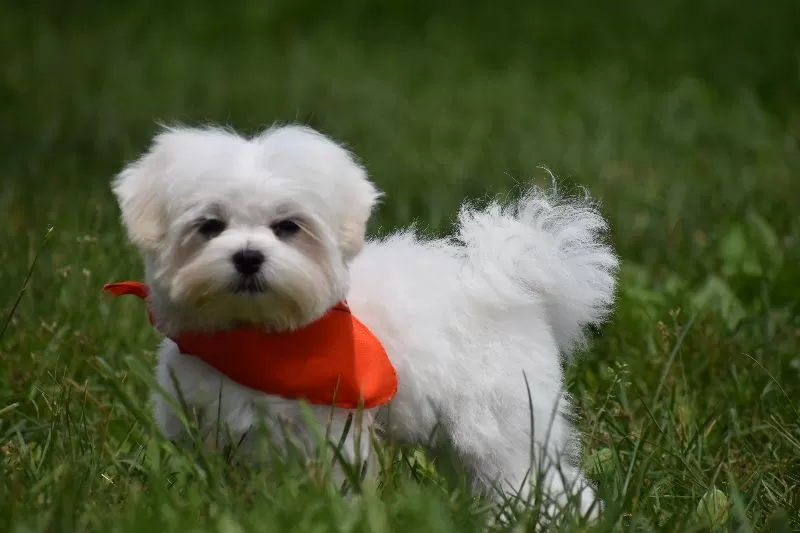 Puppy Name: Ollie