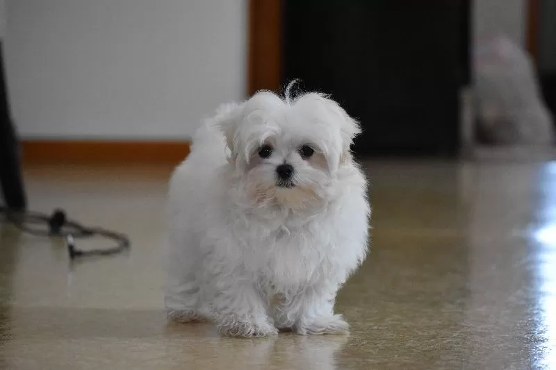 Ollie