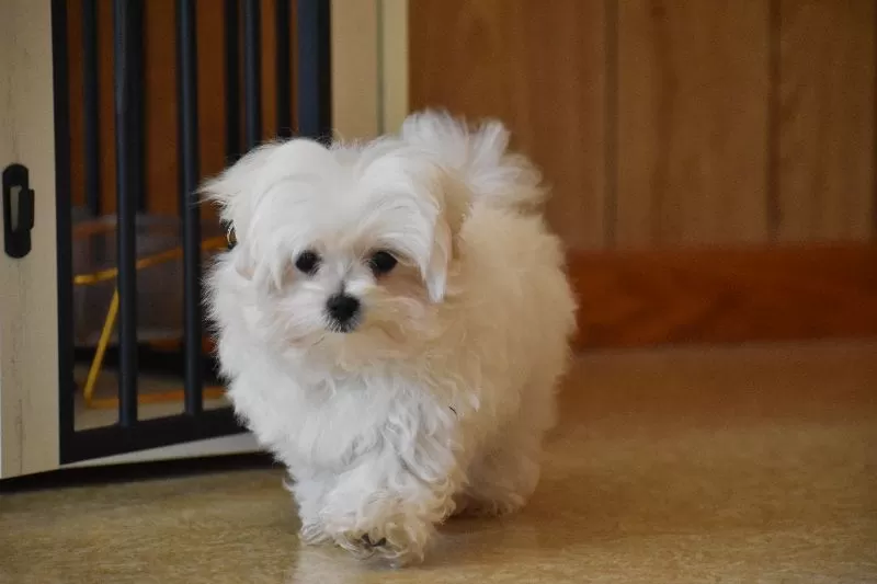Ollie