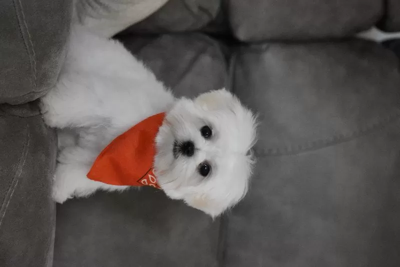 Ollie