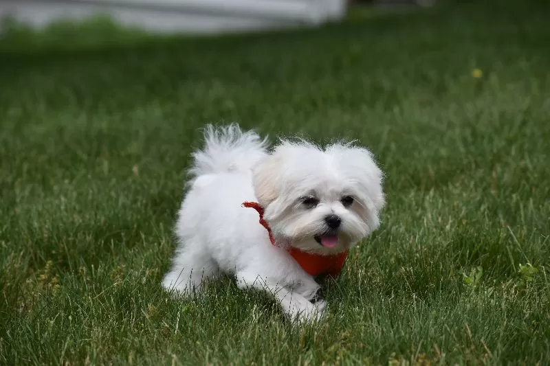 Ollie
