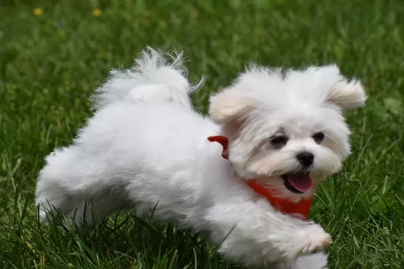 Ollie