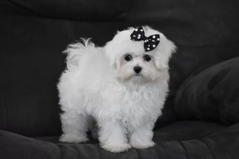 Puppy Name: Alice