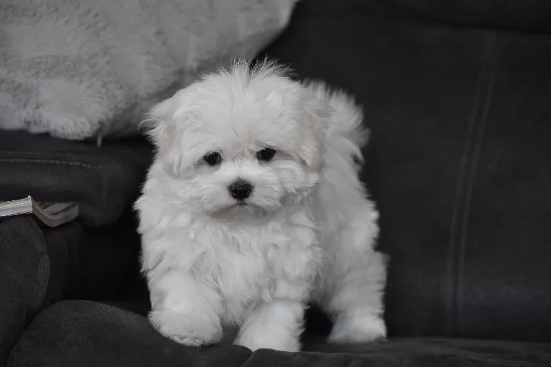 Puppy Name: Teddy