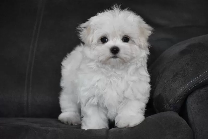 Teddy