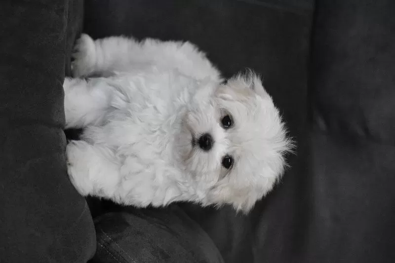 Teddy