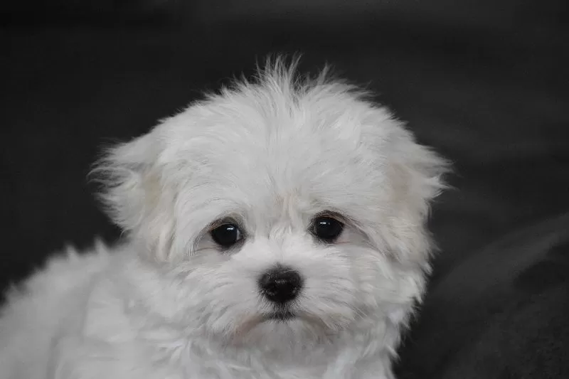 Teddy
