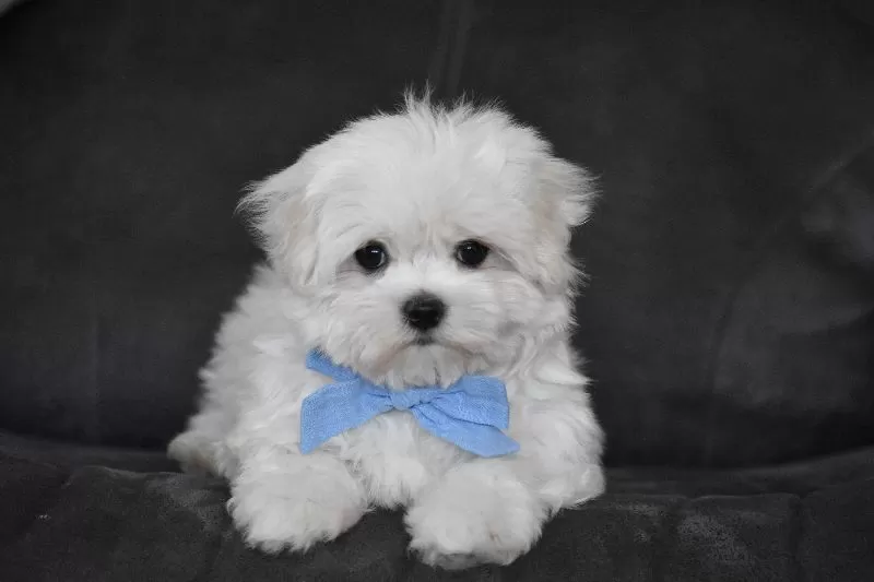 Teddy