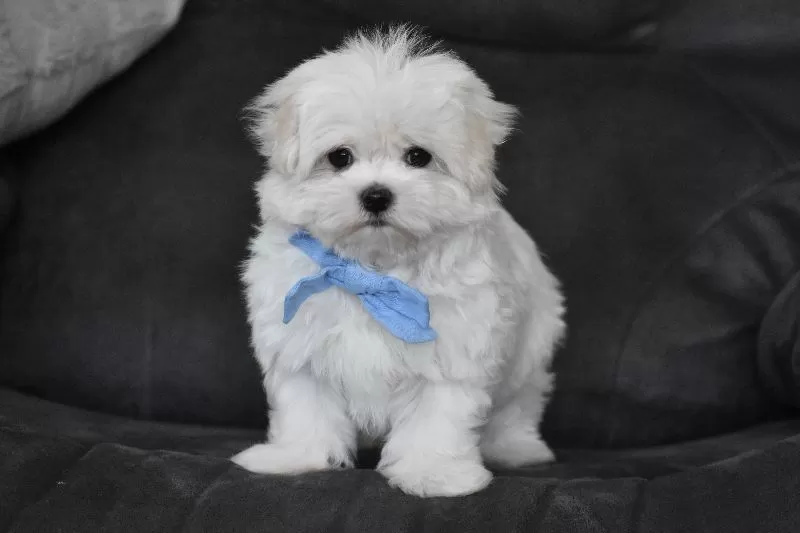 Teddy