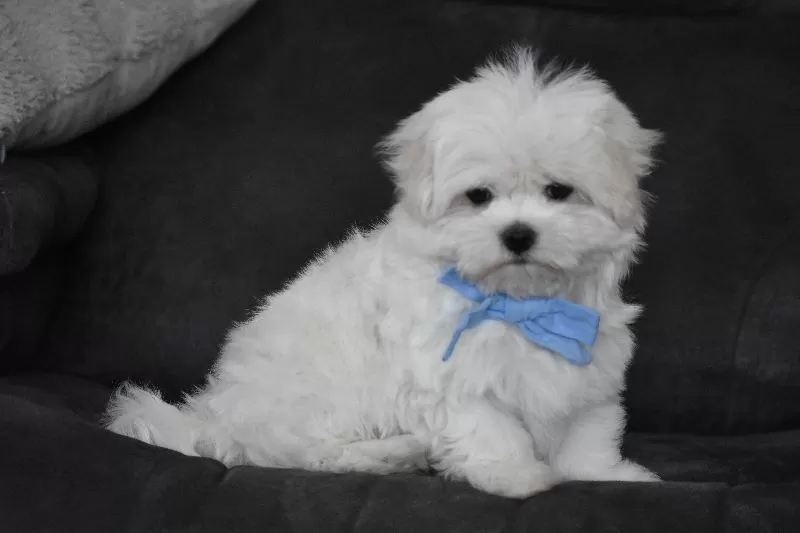Teddy