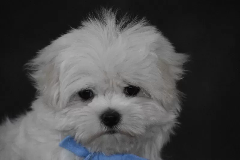 Teddy