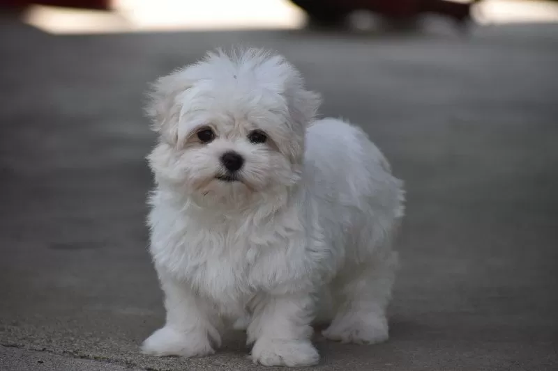 Teddy
