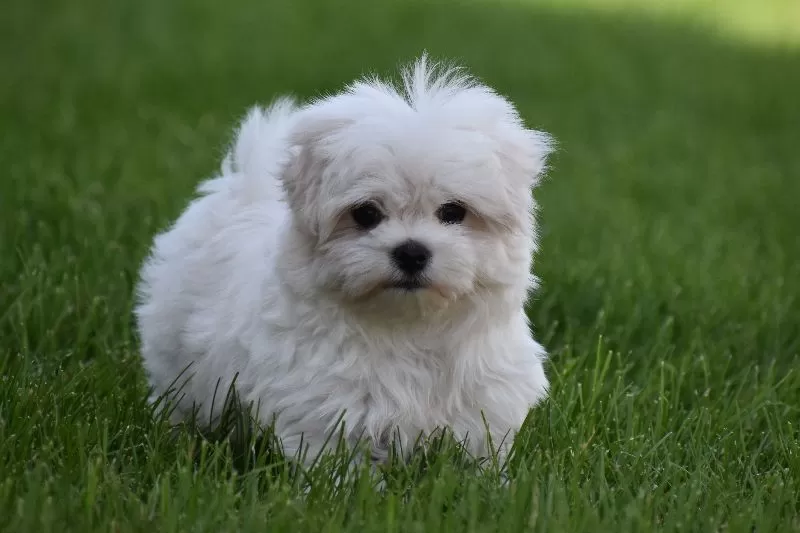 Teddy