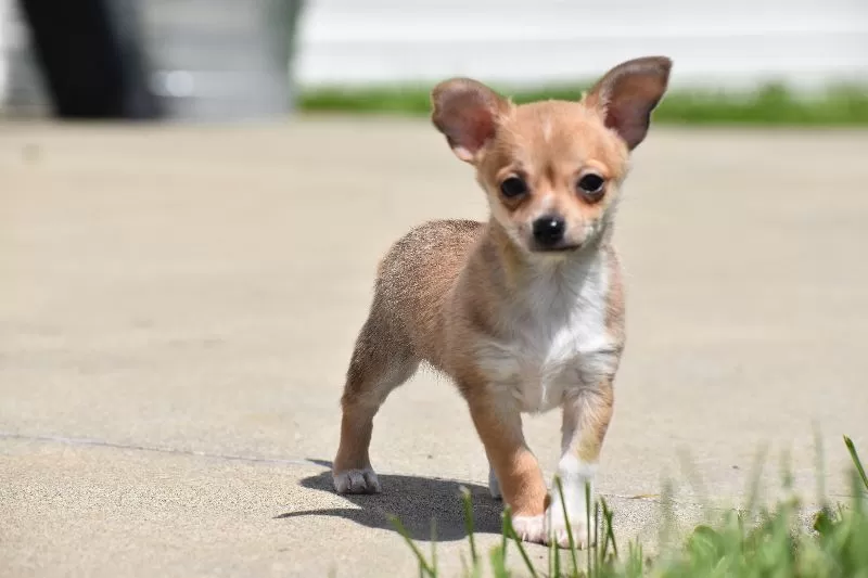 Puppy Name: Roscoe