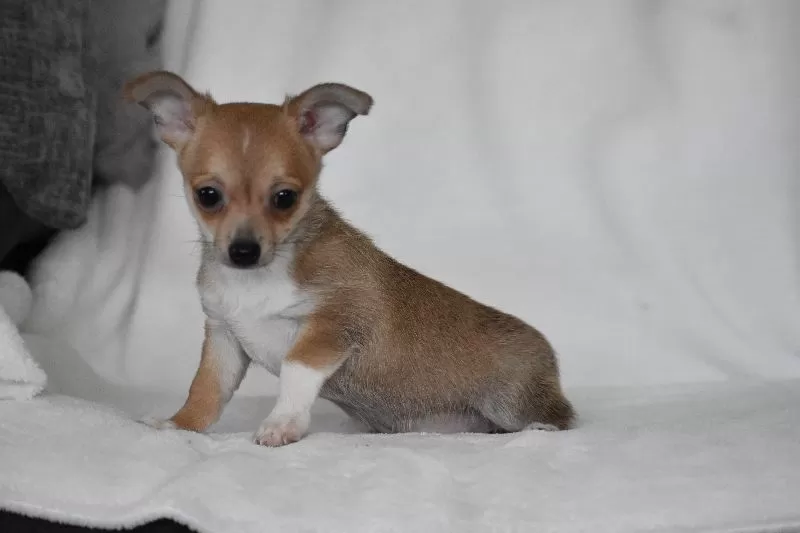 Roscoe