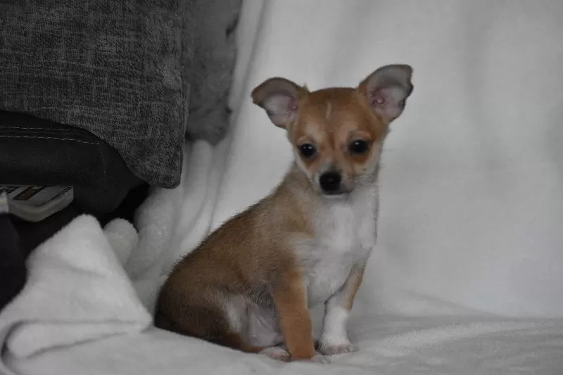 Roscoe