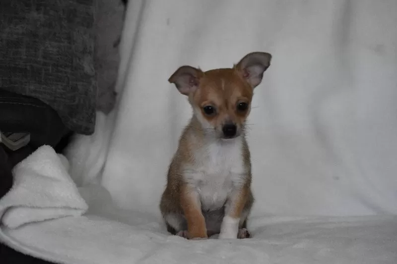 Roscoe
