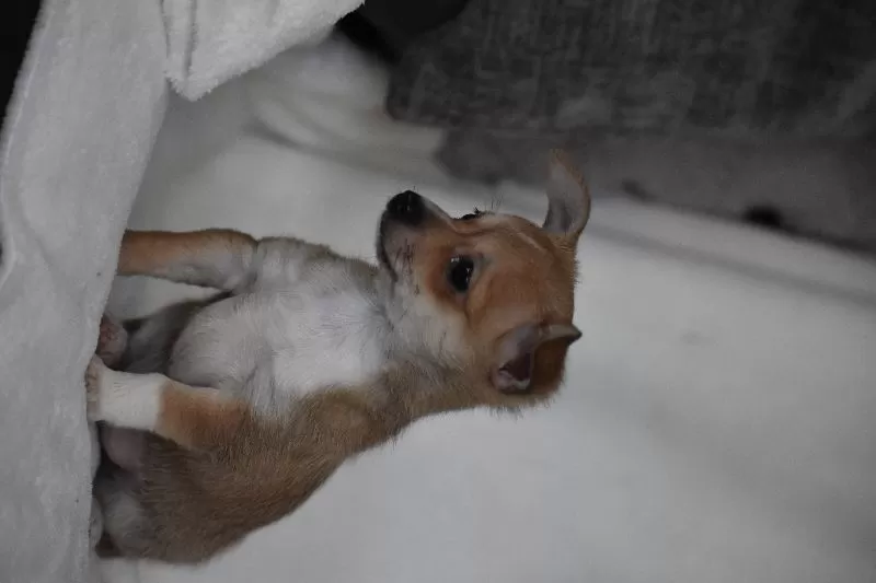 Roscoe