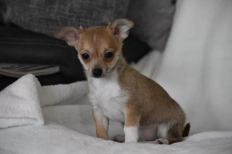 Roscoe