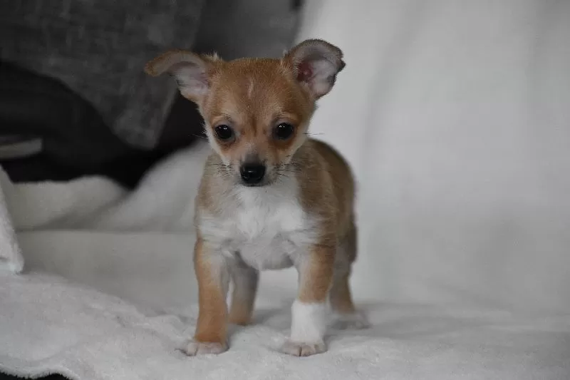Roscoe