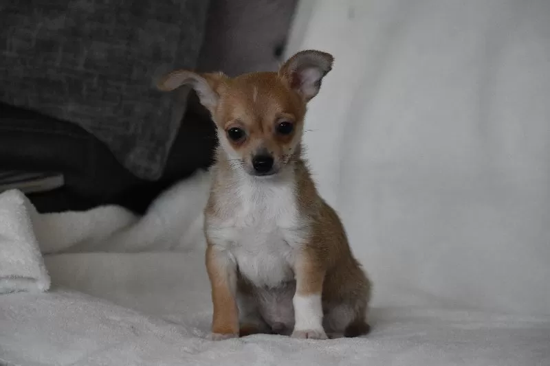 Roscoe