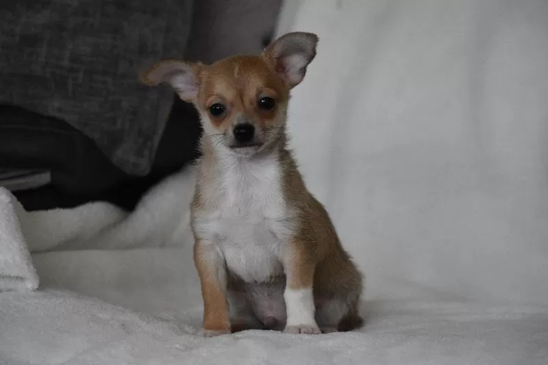 Roscoe