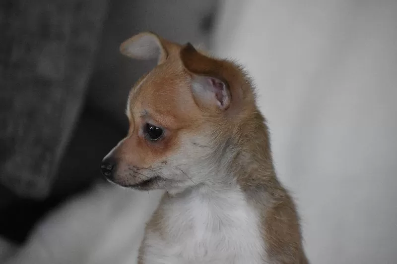 Roscoe